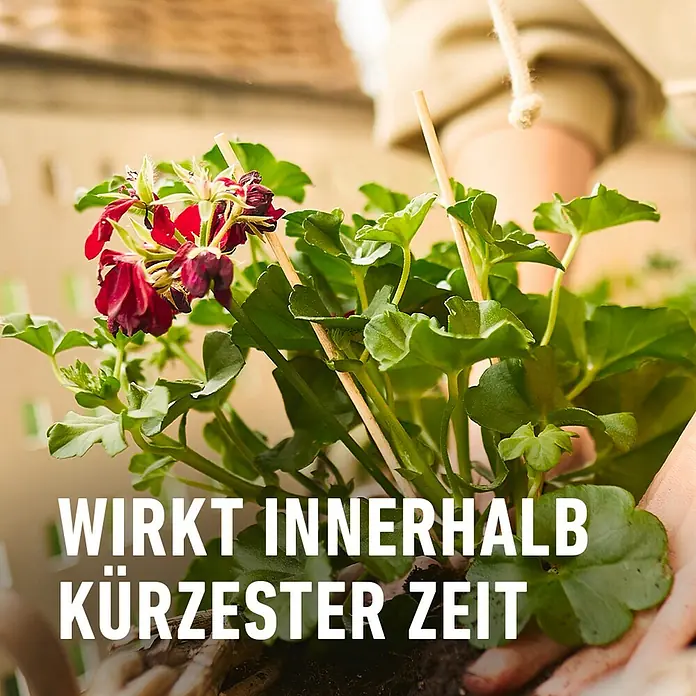 Compo Geraniendünger - 1,3 l - Rote Geranien im Topf, die schnell wirken, für eine schöne Dekoration. Für den Garten oder Balkon geeignet.