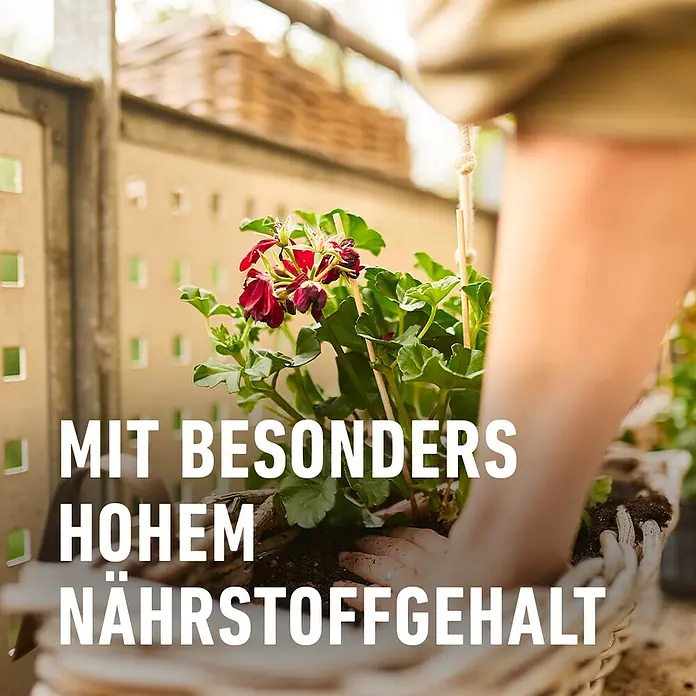 Compo Geraniendünger - 1,3 l - Pflanzenpflege mit hochwertiger Erde: Ein sattes Rot der Blüten und sattes Grün der Blätter zeugen von hohem Nährstoffgehalt.