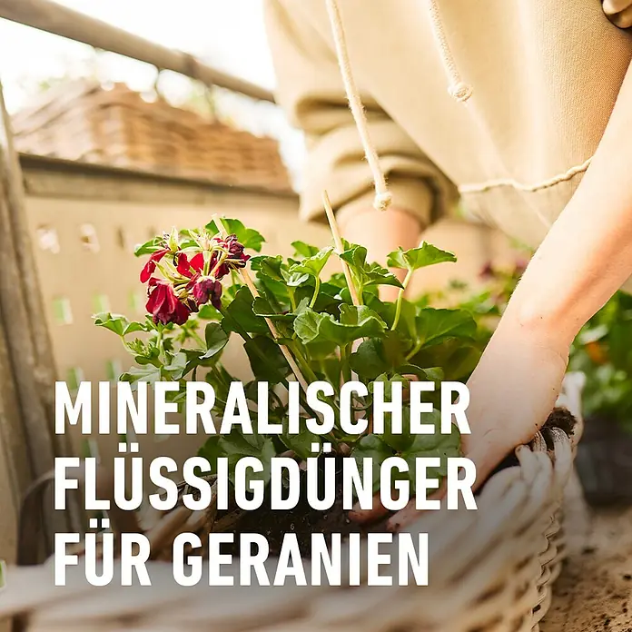 Compo Geraniendünger - 1,3 l - Nahaufnahme von mineralischem Flüssigdünger für Geranien, ideal für gesundes Wachstum und üppige Blüten.