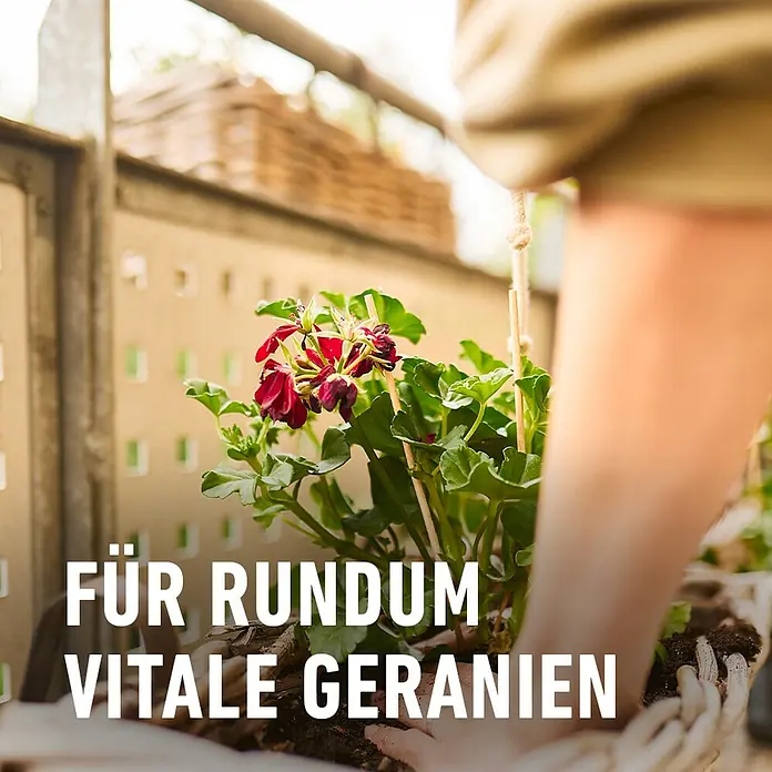 Compo Geraniendünger - 1,3 l - Blühende Geranien in einem Pflanzgefäß mit der Aufschrift "Für rundum vitale Geranien".