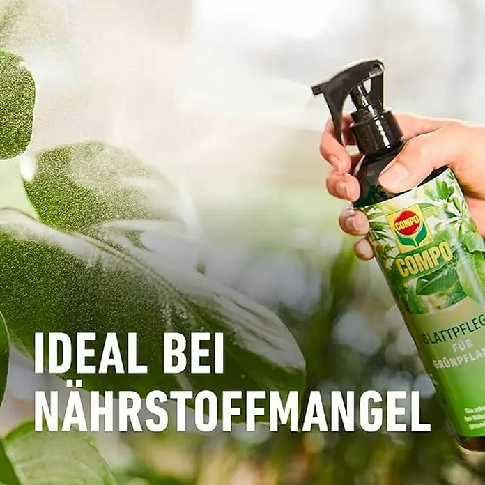 Compo Blattpflege - Geeignet für: Grünpflanzen, 500 ml - COMPO Blattpflege für Grünpflanzen im Einsatz gegen Nährstoffmangel, gezeigt beim Besprühen von Pflanzenblättern.