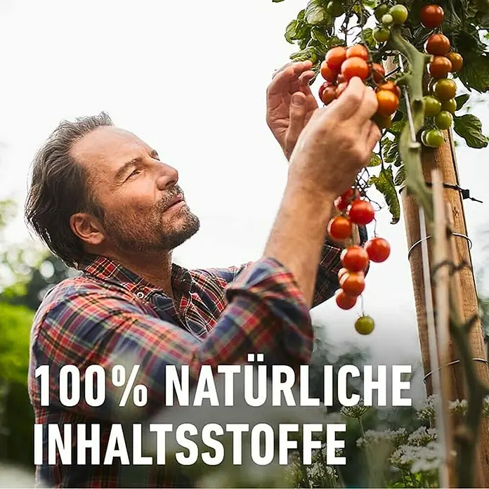 Compo Bio-Obst- & Gemüsedünger - 1 l - Ein Mann erntet reife Tomaten von einer Pflanze. Das Bild betont natürliche Inhaltsstoffe.