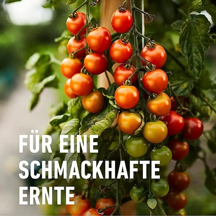 Compo Bio-Obst- & Gemüsedünger - 1 l - Strauch mit leuchtend roten und grünen Cherrytomaten, die eine üppige und schmackhafte Ernte versprechen.