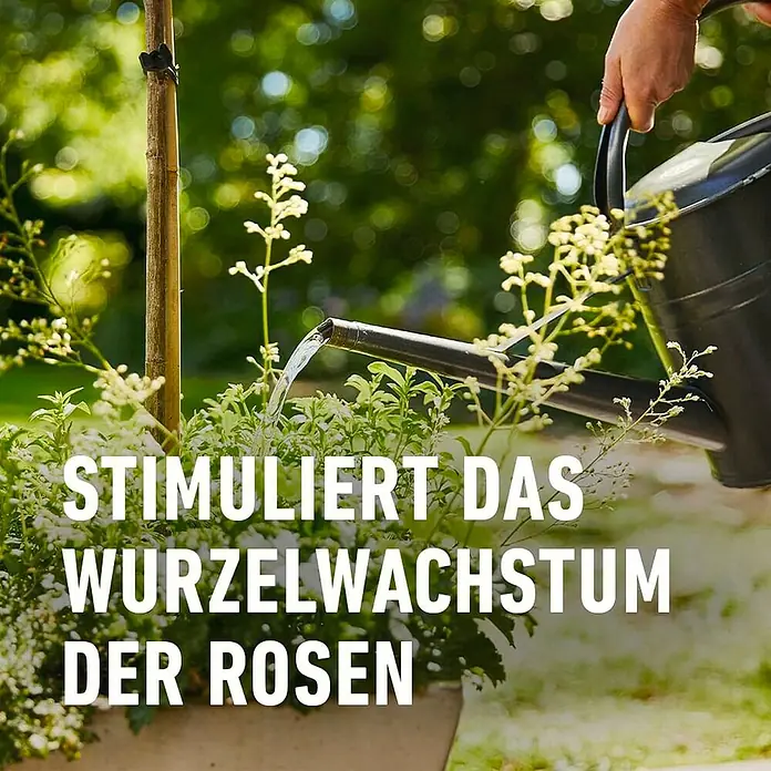 Compo Rosendünger - 1 l - Bewässerung einer Rose mit einer Gießkanne, um das Wurzelwachstum zu stimulieren und die Pflanze gesund zu halten.