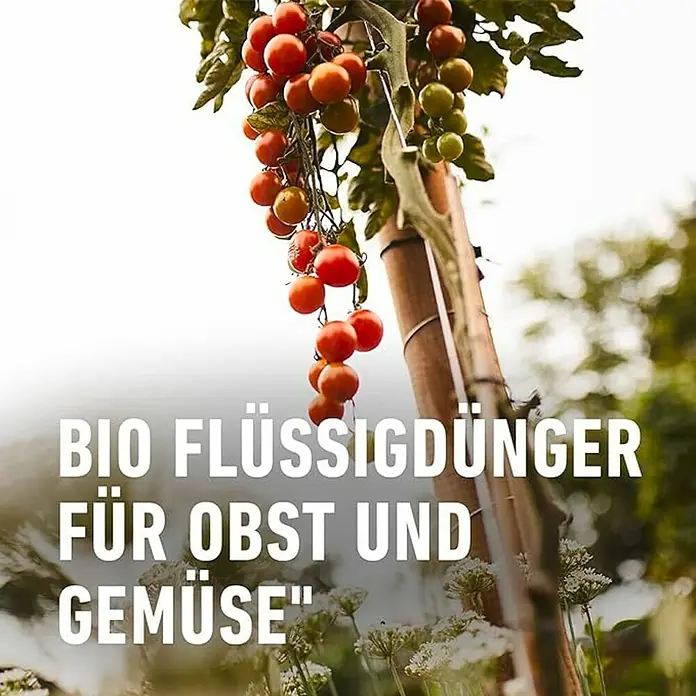Compo Bio-Obst- & Gemüsedünger - 1 l - Flüssigdünger für Obst und Gemüse dargestellt mit Tomaten, die an einem Stab wachsen. Bio-Flüssigdünger für gesunde Pflanzen.