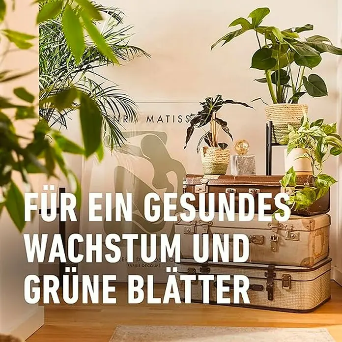 Compo Blattpflege - Geeignet für: Grünpflanzen, 500 ml - Pflanzenarrangements auf vintage Koffern mit dem Text "Für ein gesundes Wachstum und grüne Blätter".