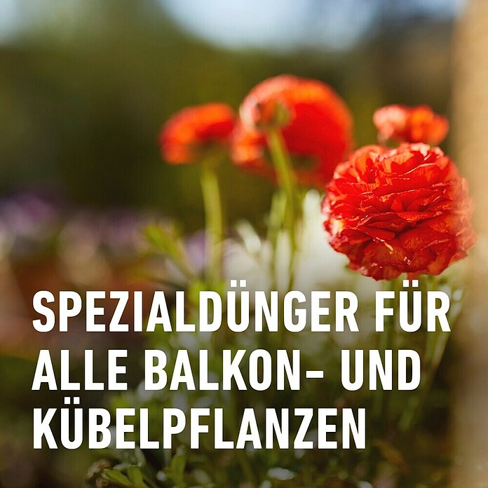 Compo Balkonblumendünger (2,5 l, Flüssigdünger) | BAUHAUS