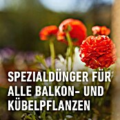 Compo Balkonblumendünger (2,5 l, Flüssigdünger) | BAUHAUS