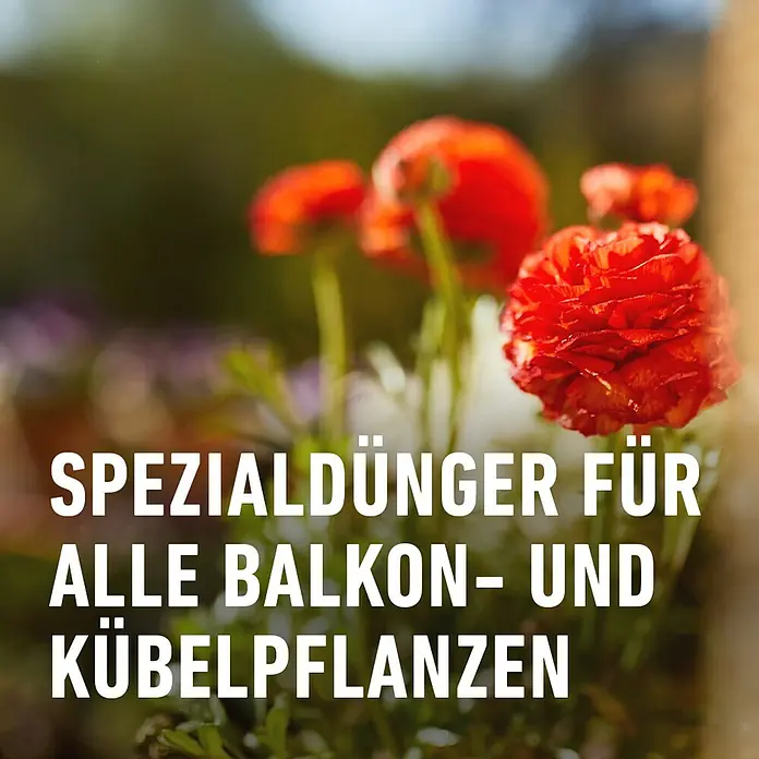 Compo Balkonblumendünger - 2,5 l, Flüssigdünger - Spezialdünger für Balkon- und Kübelpflanzen mit roten Blumen im Hintergrund. Ideal für üppige Blütenpracht.