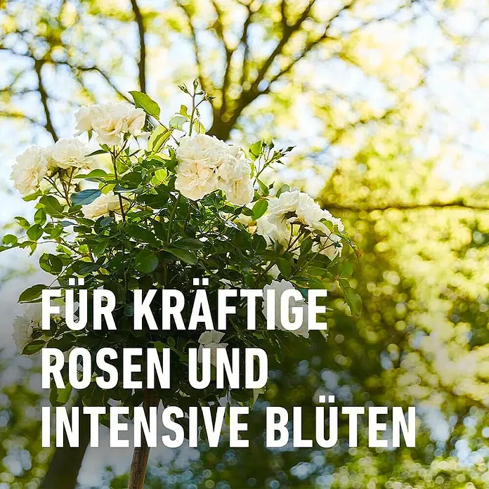 Compo Rosendünger - 1 l - Rosenbusch mit üppigen weißen Blüten, ideal für kräftige Rosen und intensive Blütenpracht im Garten.