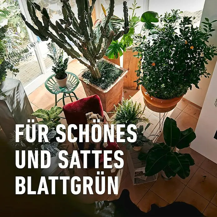 Compo Grünpflanzen-Düngestäbchen - 30 Stk. - Pflanzenvielfalt in einem hellen Raum mit dem Text "Für schönes und sattes Blattgrün".