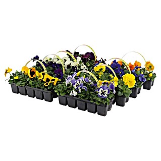 Piardino Driekleurig viooltje (Viola x wittrockiana)