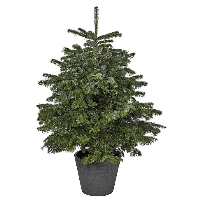 Geli Pflanztopf Napoli - Außenmaß (Ø x H): 40 x 32 cm, Kunststoff, Anthrazit, Strukturoptik - Ein detailreicher, künstlicher Weihnachtsbaum im Topf, ideal für festliche Dekorationen und eine gemütliche Atmosphäre im Haus.