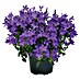 Piardino Polsterglockenblume 