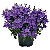 Piardino Polsterglockenblume (Topfgröße: 11 cm, Blütenfarbe: Blau)
