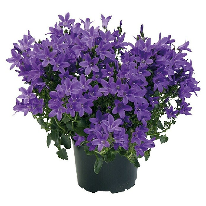 Piardino Polsterglockenblume (Topfgröße: 11 cm, Blütenfarbe: Blau)