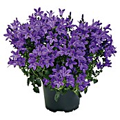 Piardino Polsterglockenblume (Topfgröße: 11 cm, Blütenfarbe: Blau)