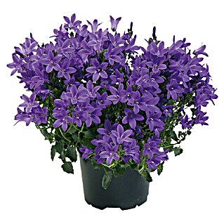 Piardino Polsterglockenblume (Campanula portenschlagiana Get Mee, Topfgröße: 11 cm, Blütenfarbe: Blau)