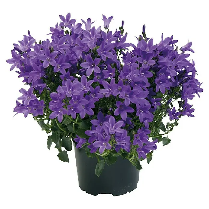 Piardino Polsterglockenblume - Campanula portenschlagiana Ambella, Topfgröße: 11 cm, Blau - Glockenblumen in einem Topf. Die lila Blüten der Campanula sind ein Blickfang für jeden Garten oder Balkon.