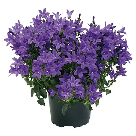 Piardino  Polsterglockenblume