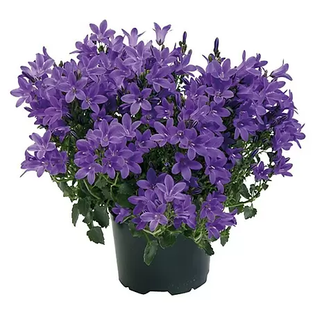 Piardino  Polsterglockenblume