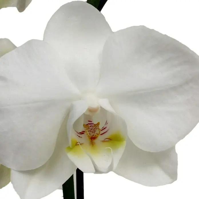 Piardino Schmetterlingsorchidee - Phalaenopsis Midi, Topfgröße: 9 cm, Weiß, Aufrecht - Nahaufnahme einer eleganten, weißen Orchideenblüte mit zarten Farbakzenten im Blüteninneren.