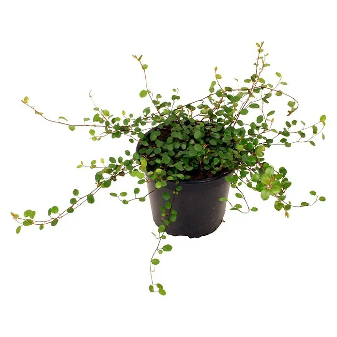 Piardino Drahtstrauch - Muehlenbeckia complexa, Topfgröße: 12 cm, Blattfarbe: Grün - Eine Topfpflanze mit vielen kleinen runden, grünen Blättern, die von dünnen, langen Stielen herunterhängen und eine üppige, dekorative Optik erzeugen.