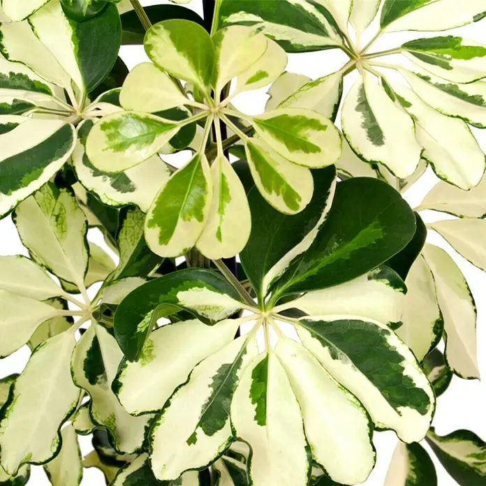Piardino Cheflera - Schefflera arboricola Charlotte, Tamaño de maceta: 13 cm, Verde/Blanco - Primer plano de una elegante planta Schefflera arboricola 'Variegata' con hojas verdes y blancas que resaltan su belleza.