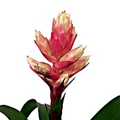 Guzmania hybride 12 Candy