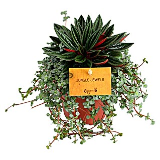 Piardino Suculentas (Pilea glaucophylla, Tradescabtia zebrina, Tamaño de maceta: 12 cm)