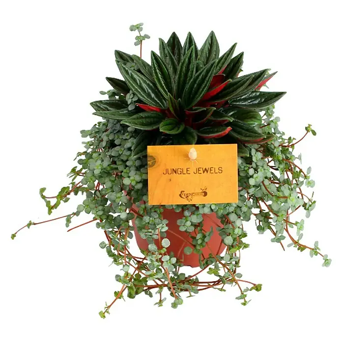 Piardino Suculentas - Pilea glaucophylla, Tradescabtia zebrina, Tamaño de maceta: 12 cm - La planta de interior 'Jungle Jewels' se exhibe en una maceta de terracota, rodeada de exuberante vegetación y adornada con un letrero de madera decorativo.