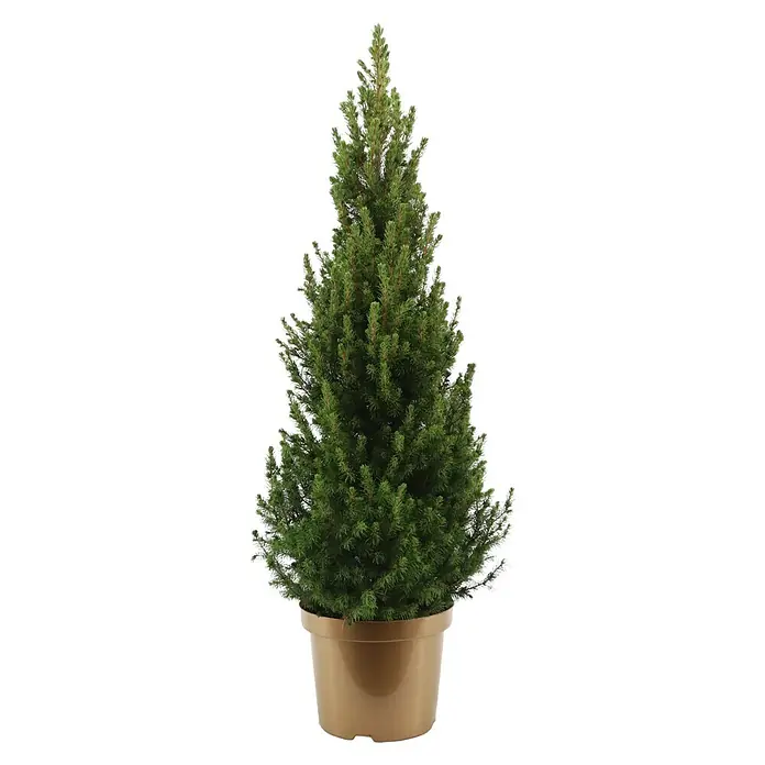 Piardino Zuckerhut-Fichte XXL - Picea conica, Topfgröße: 26 cm - Detailaufnahme einer zypressenartigen Zimmerpflanze in einem goldenen Topf, ideal für eine festliche Dekoration des Wohnraums.