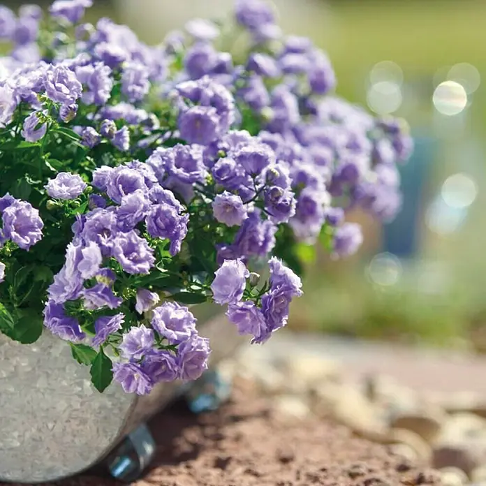 Piardino Glockenblume - Campanula haylodgensis Blue Wonder, Topfgröße: 11 cm, Blau - Eine Nahaufnahme von lila Glockenblumen in einem Topf, die eine charmante und natürliche Schönheit für den Garten oder das Zuhause bieten.
