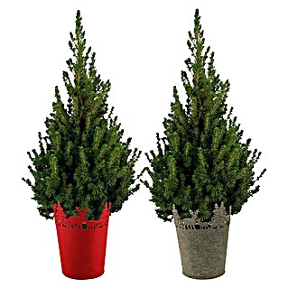Piardino Zuckerhut-Fichte im Filztopf (Picea glauca 'Conica', Topfgröße: 23 cm)