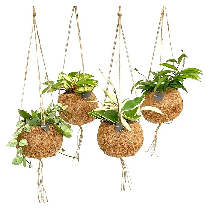 Piardino Wachsblume Kokodama - Hoya carnosa, Topfgröße: 12 cm - Eine Auswahl an hängenden Kokodama-Pflanzen, die eine rustikale und natürliche Note in jeden Raum bringen. Perfekt für Liebhaber des minimalistischen Designs.