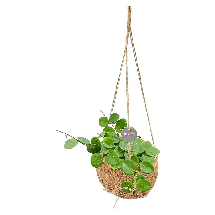 lampen fr zimmerpflanzen E27-Pflanzenlampe Grow Light Indoor Plants