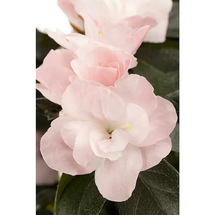 Piardino Zimmerazalee verschiedene Sorten - Rhododendron simsii, Topfgröße: 13 cm, Rosa/Rot/Weiß - Nahaufnahme einer zarten, hellrosa Azaleenblüte mit dunklem, glänzendem Laub, die Eleganz und die Schönheit der Natur zeigt.