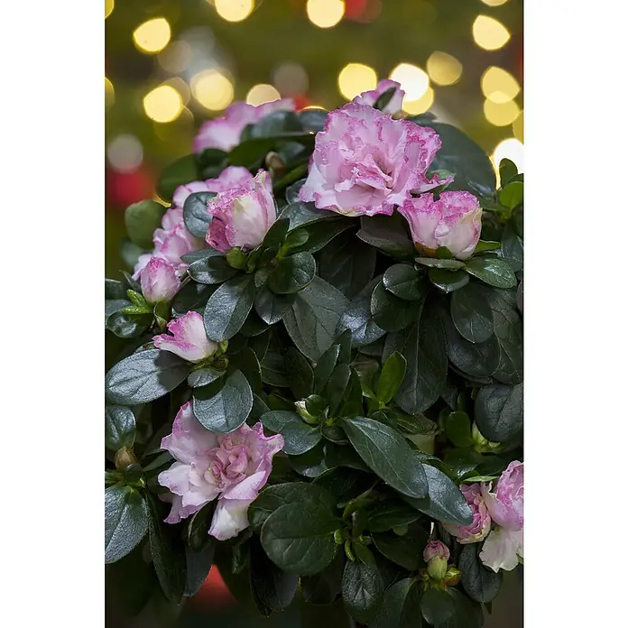 Piardino Zimmerazalee verschiedene Sorten - Rhododendron simsii, Topfgröße: 13 cm, Rosa/Rot/Weiß - Nahaufnahme einer blühenden Azalee mit rosa Blüten und grünen Blättern vor einem Bokeh-Hintergrund.