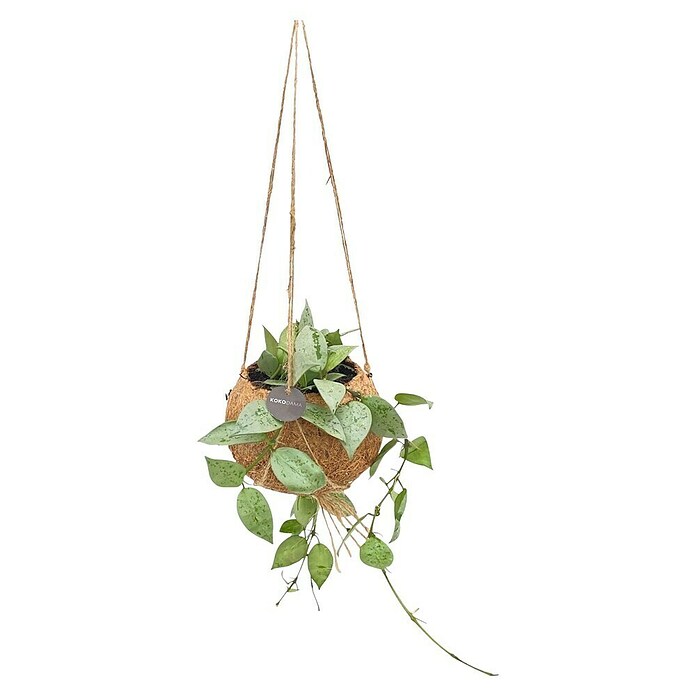 Piardino Wachsblume Kokodama (Hoya carnosa, Topfgröße: 12 cm) | BAUHAUS