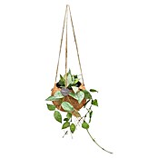 Piardino Wachsblume Kokodama (Hoya carnosa, Topfgröße: 12 cm) | BAUHAUS