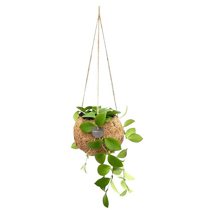 Piardino Wachsblume Kokodama (Hoya carnosa, Topfgröße: 12 cm) | BAUHAUS