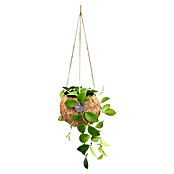 Piardino Wachsblume Kokodama (Hoya carnosa, Topfgröße: 12 cm) | BAUHAUS