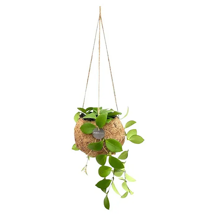 Piardino Wachsblume Kokodama - Hoya carnosa, Topfgröße: 12 cm - Hängepflanze 'Kokodama' mit üppigen grünen Blättern, an einer natürlichen Schnur aufgehängt, ideal für eine stilvolle Raumdekoration.
