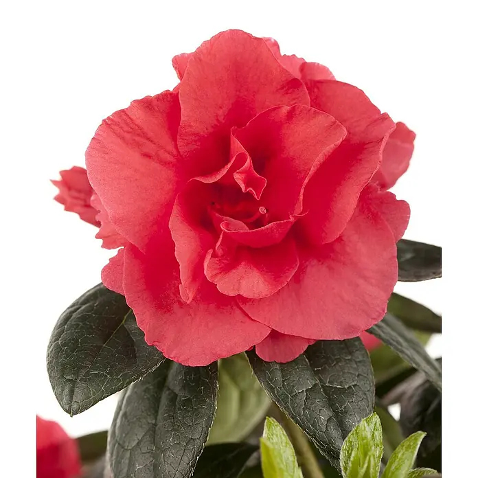 Piardino Zimmerazalee verschiedene Sorten - Rhododendron simsii, Topfgröße: 13 cm, Rosa/Rot/Weiß - Nahaufnahme einer leuchtend roten Azaleenblüte mit dunkelgrünen Blättern vor einem reinen weißen Hintergrund.
