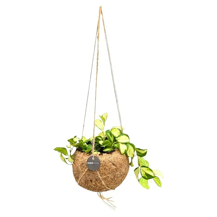 Piardino Wachsblume Kokodama - Hoya carnosa, Topfgröße: 12 cm - Hängende Kokedama-Pflanze mit einer grünen und gelben Pflanze in einem Kokosnusstopf, aufgehängt an einer Juteschnur.