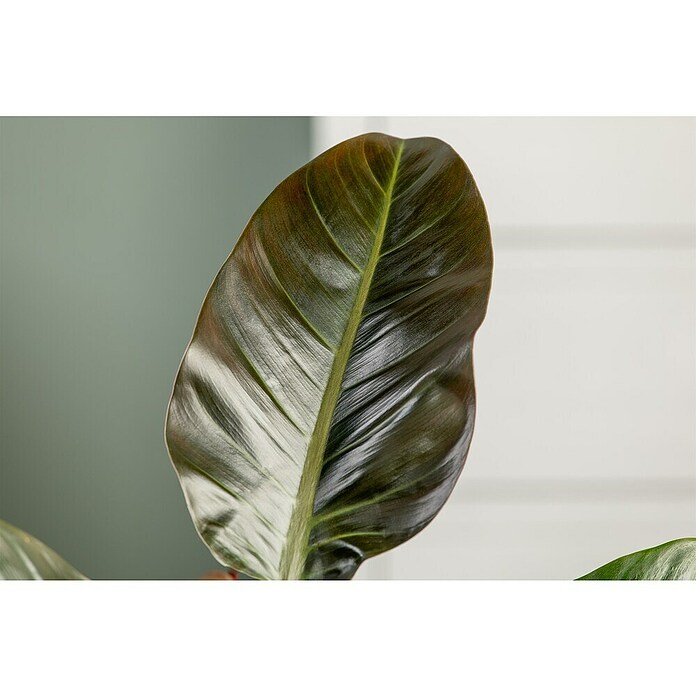 Piardino Baumfreund (Philodendron 'Imperial Red, Topfgröße: 19 cm) | BAUHAUS