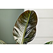 Piardino Baumfreund (Philodendron 'Imperial Red, Topfgröße: 19 cm) | BAUHAUS