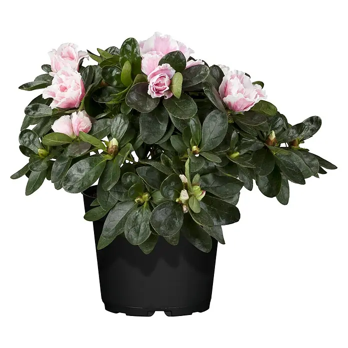 Piardino Zimmerazalee verschiedene Sorten - Rhododendron simsii, Topfgröße: 13 cm, Rosa/Rot/Weiß - Nahaufnahme einer rosa blühenden Azalee in einem schwarzen Topf, ideal für die Zimmerdekoration.