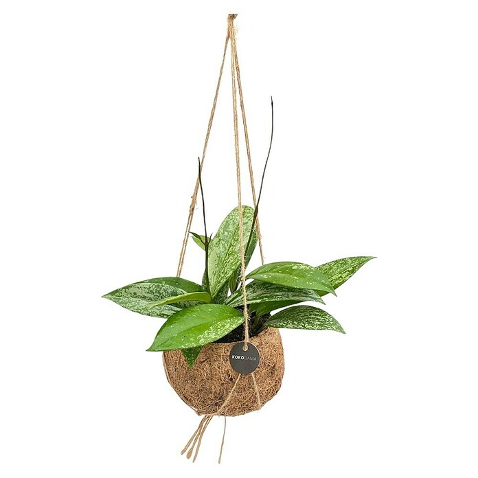 Piardino Wachsblume Kokodama (Hoya carnosa, Topfgröße: 12 cm) | BAUHAUS