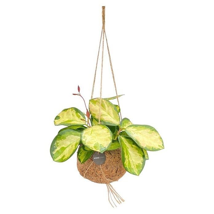 Piardino Wachsblume Kokodama (Hoya carnosa, Topfgröße: 12 cm) | BAUHAUS